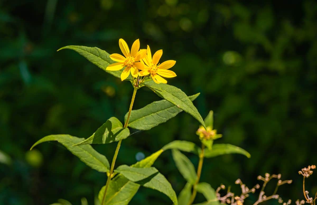 Yellow blooming flowers of Western Sunflower on a sunny day.