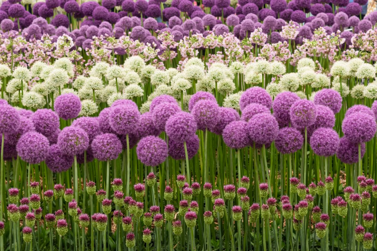 Different colors of flowering Alliums in a garden.