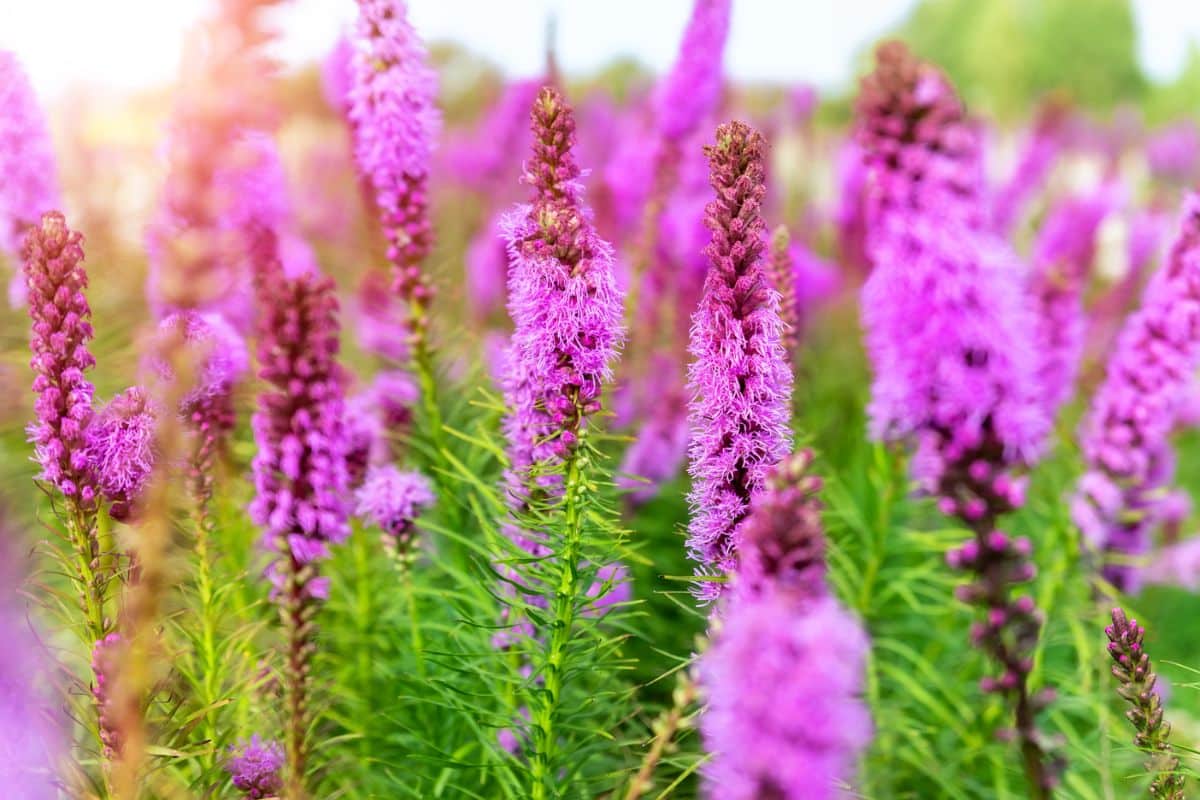 Purple flowering blazing stars o a sunny day.