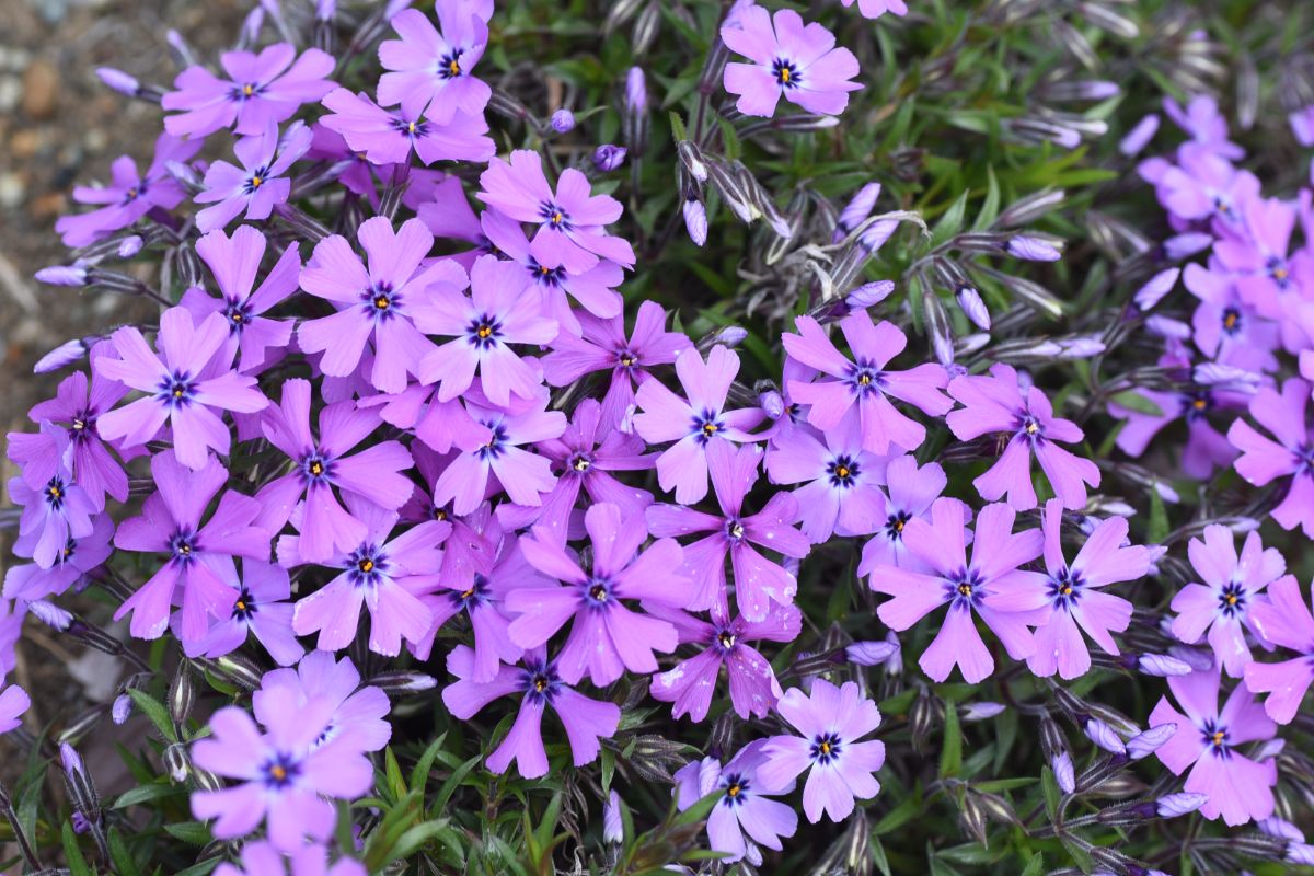 A beautiful pink blooming Phlox.