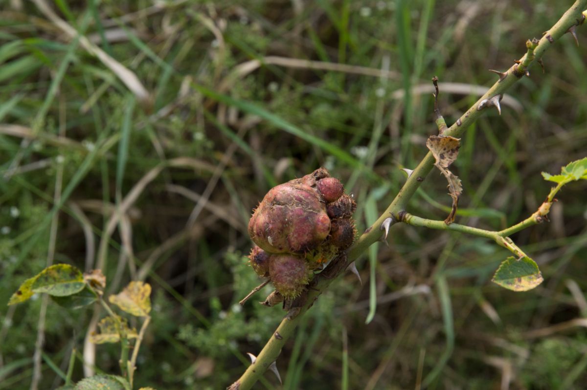 A close-up of crow gall on a rose stem.