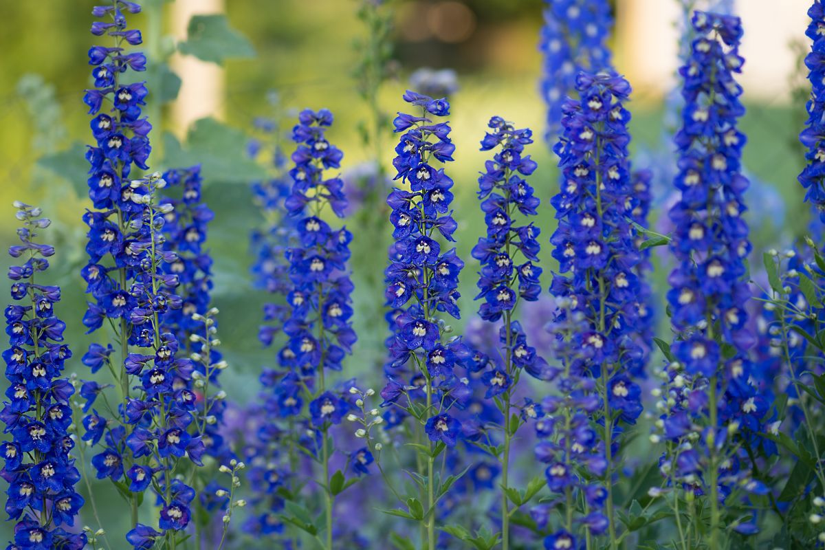 Vibrant blue blooming flowers of Delphinium