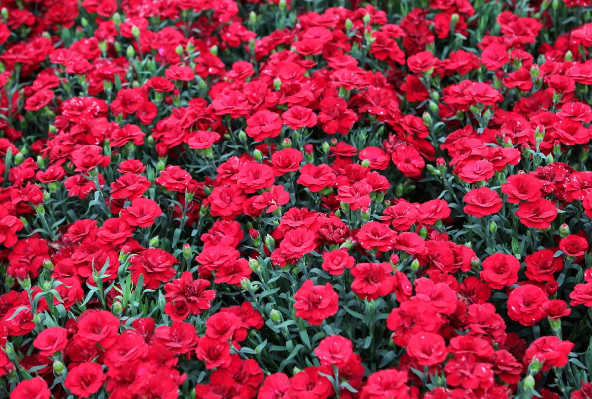 Bunch of red blooming flowers of dianthus.