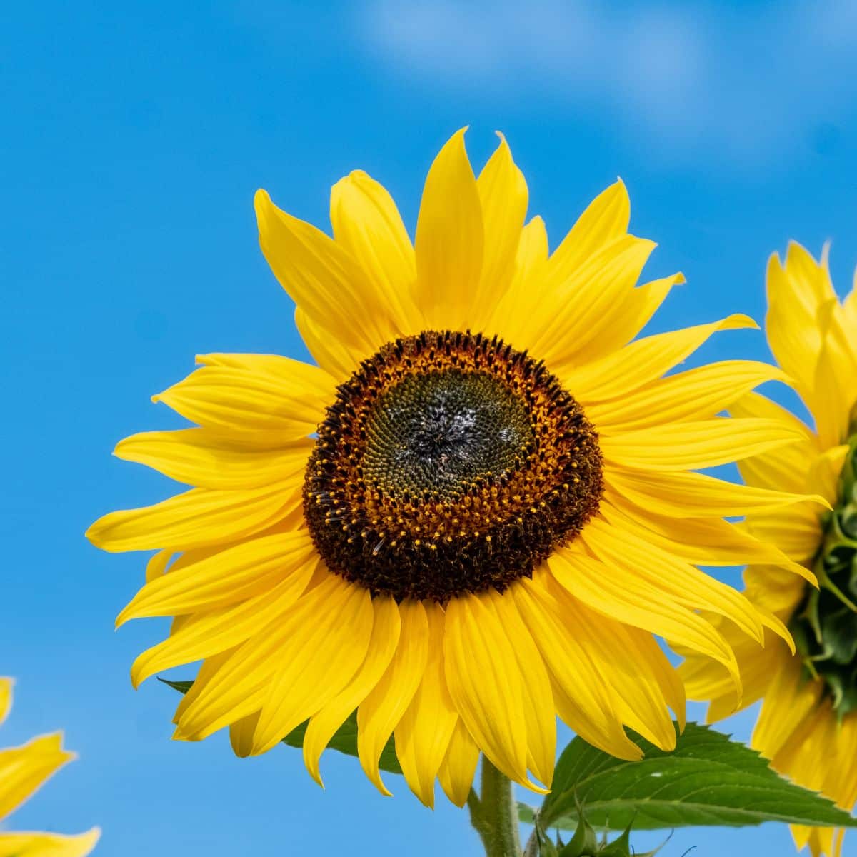 Close-up of giant sunflower flower.