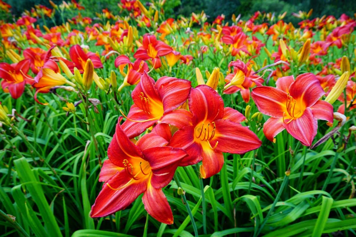 A field of red blooming Daylilies.