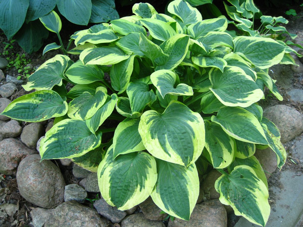 Hosta plant growing in a garden.