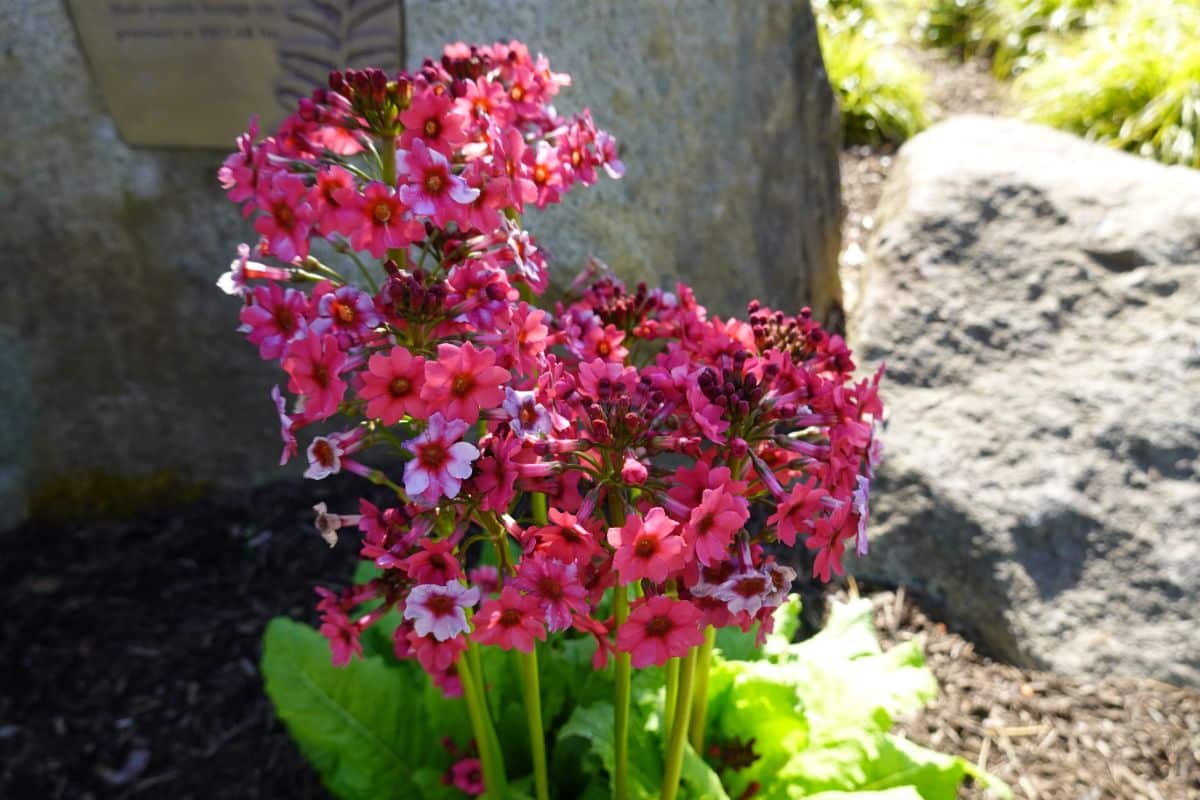 Beautiful blooming red flowers of Japanese Primrose.