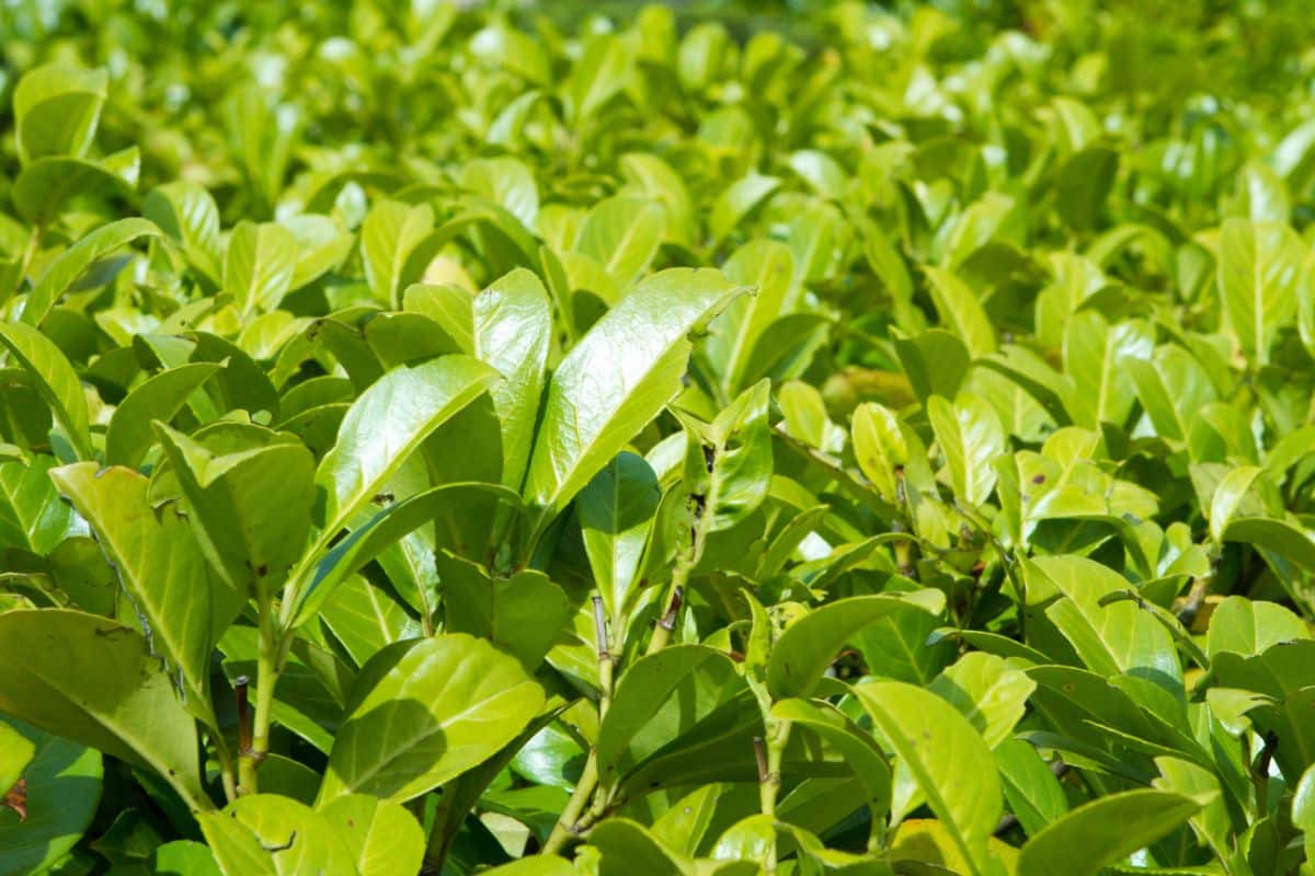 Skip Laurel shrub green leaves.