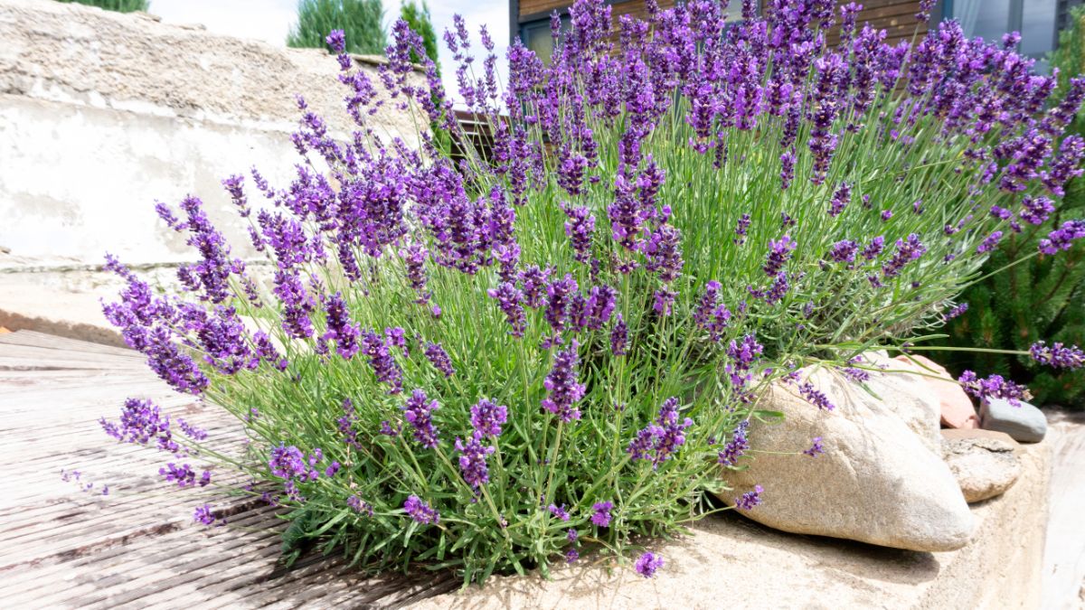 Purple blooming lavender bush growing near rocks.