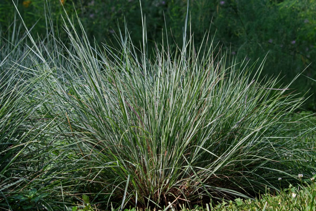 A tall Little Bluestem ornamental grass.