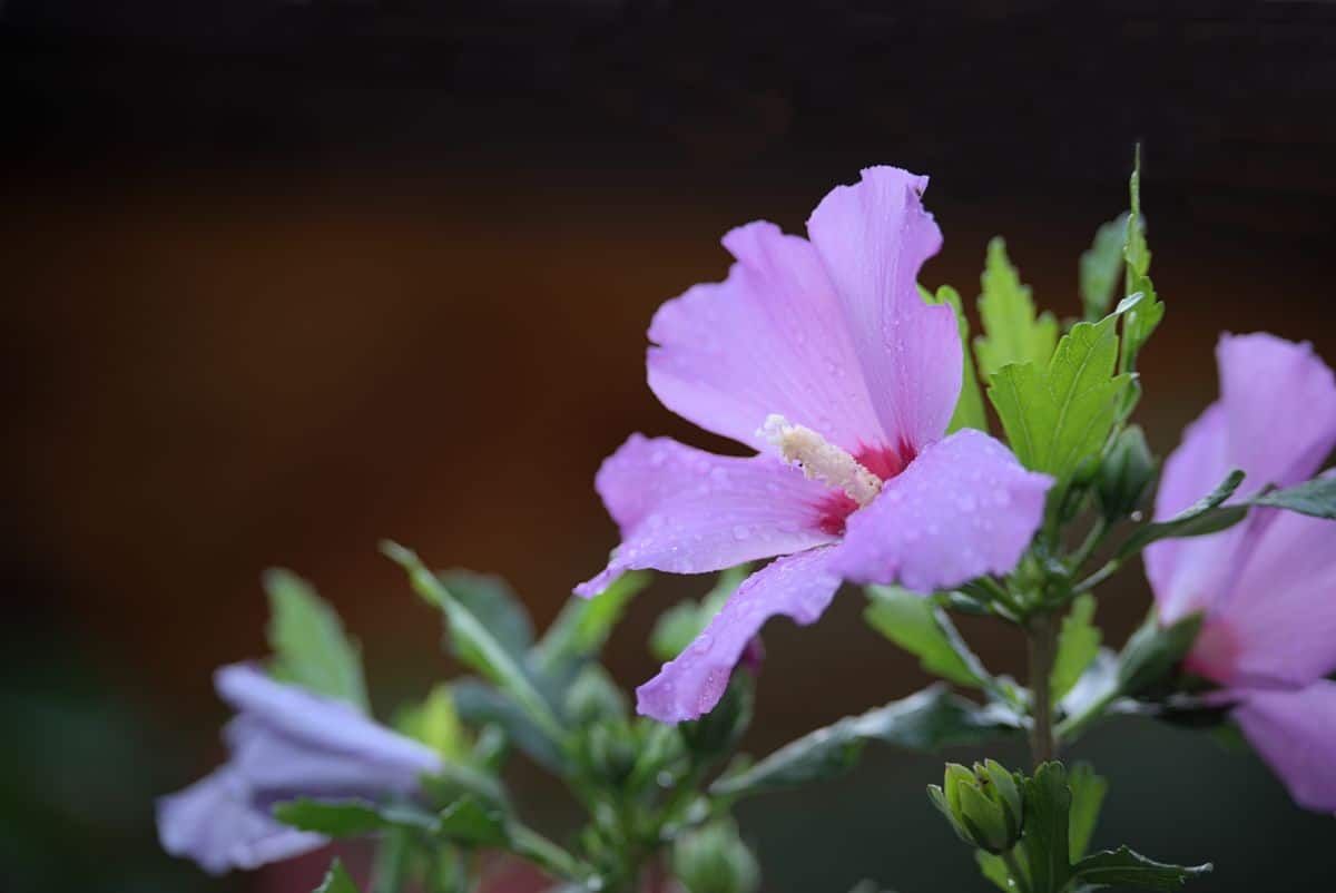 Pink-purple blooming hibiscus flowers with raindrops.