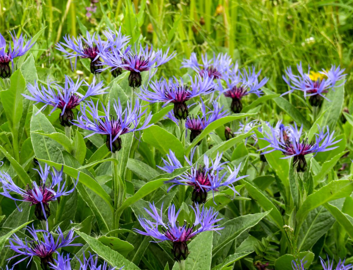 Blue blooming flowers of Amethyst Dream perennials.