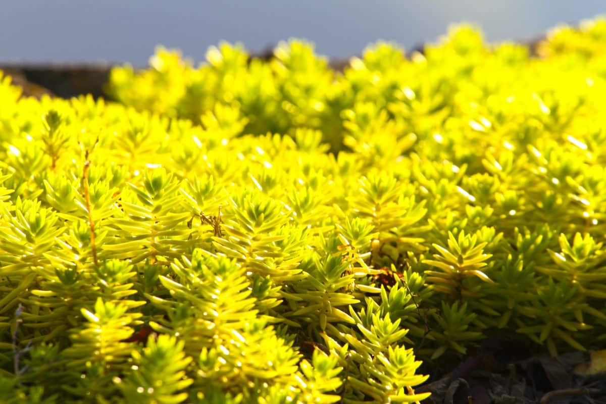 A vibrant yellow blooming Angelina sedum on a sunny day.