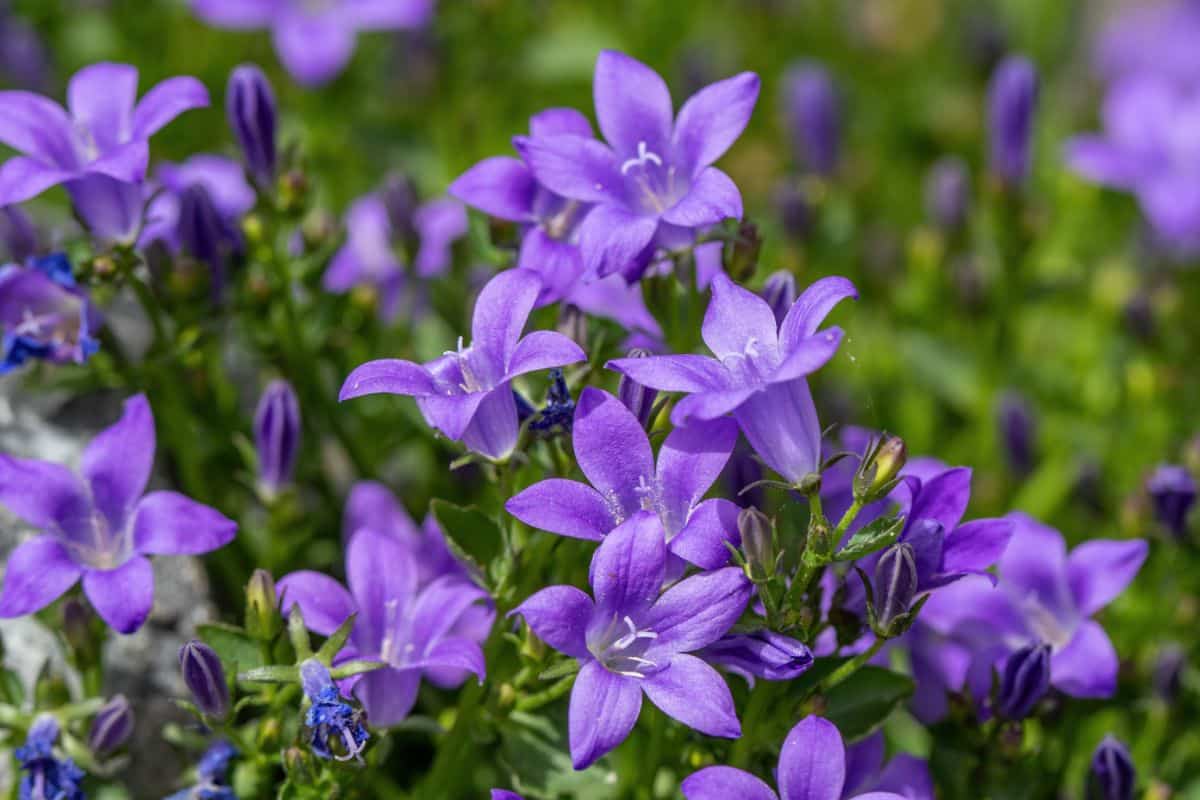 VIbrant purple blooming flowers of Bellflower.