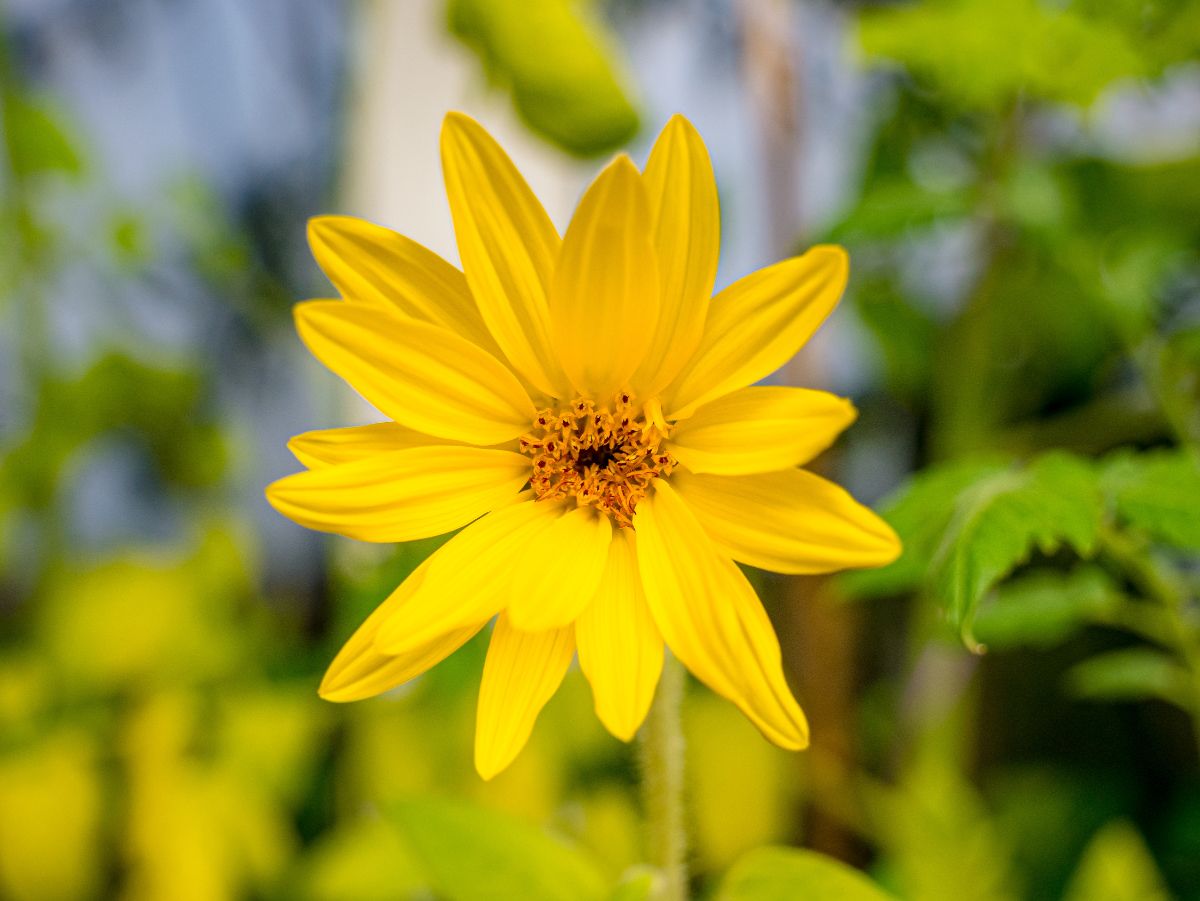 A vibrant yellow blooming flower of cheerful sunflower.