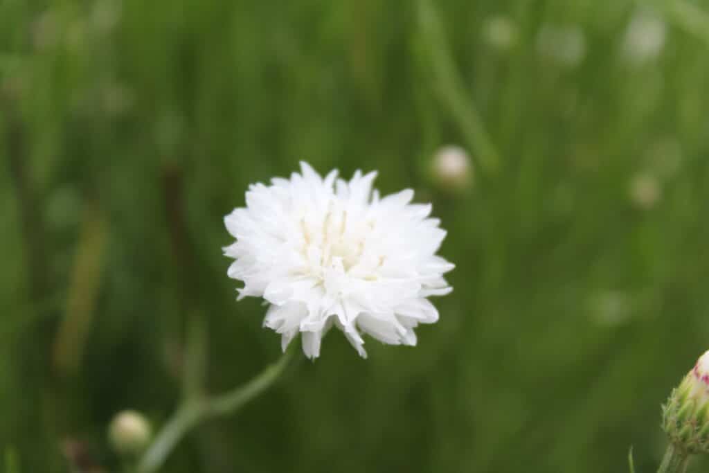 Top 20 Perennial Dianthus Varieties and Growing Guide