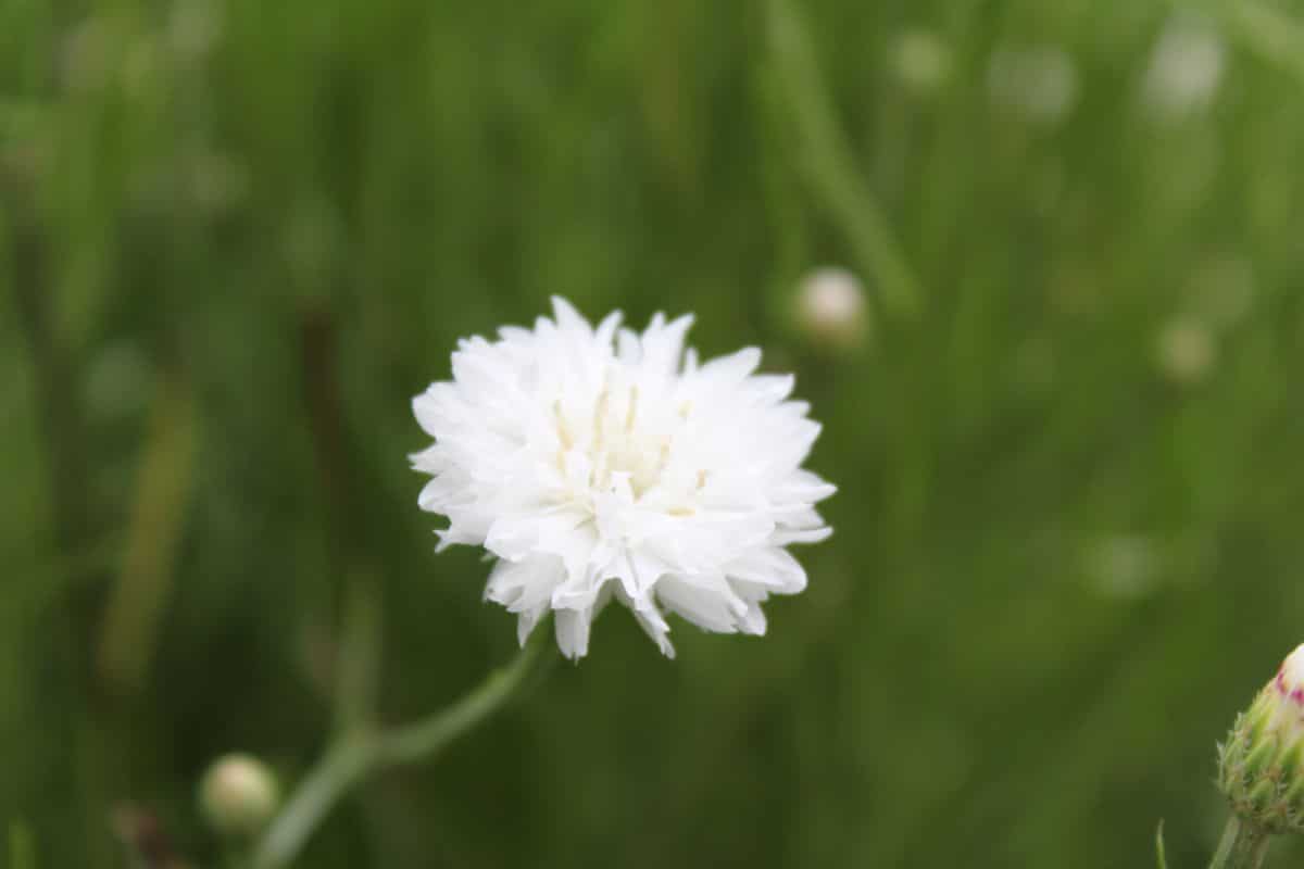 White blooming flower od dianthus close-up.