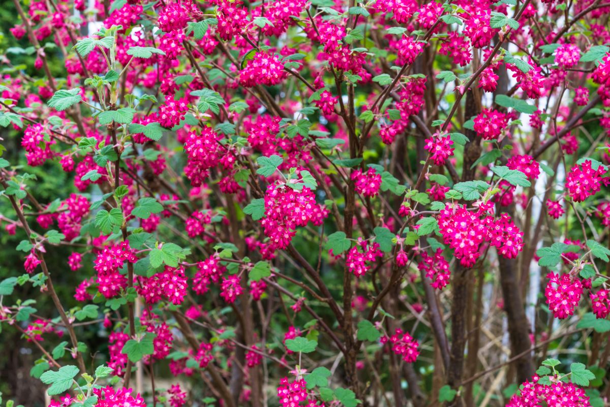 A purple, vibrant blooming Flowering Currant perennial shrub.