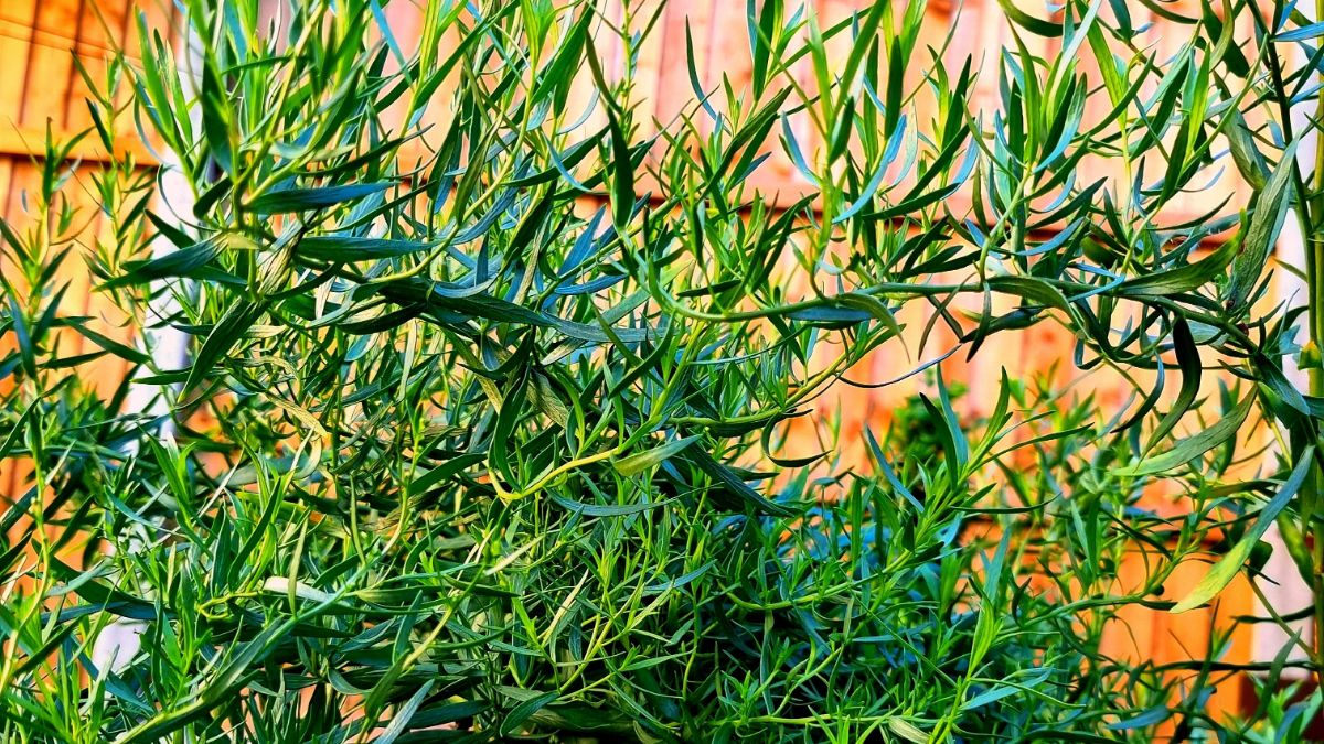 French Tarragon plant growing in a backyard.