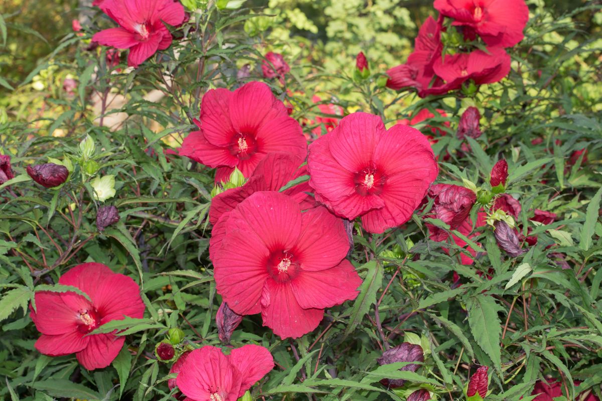 Red blooming hibiscuses growing in a garden.