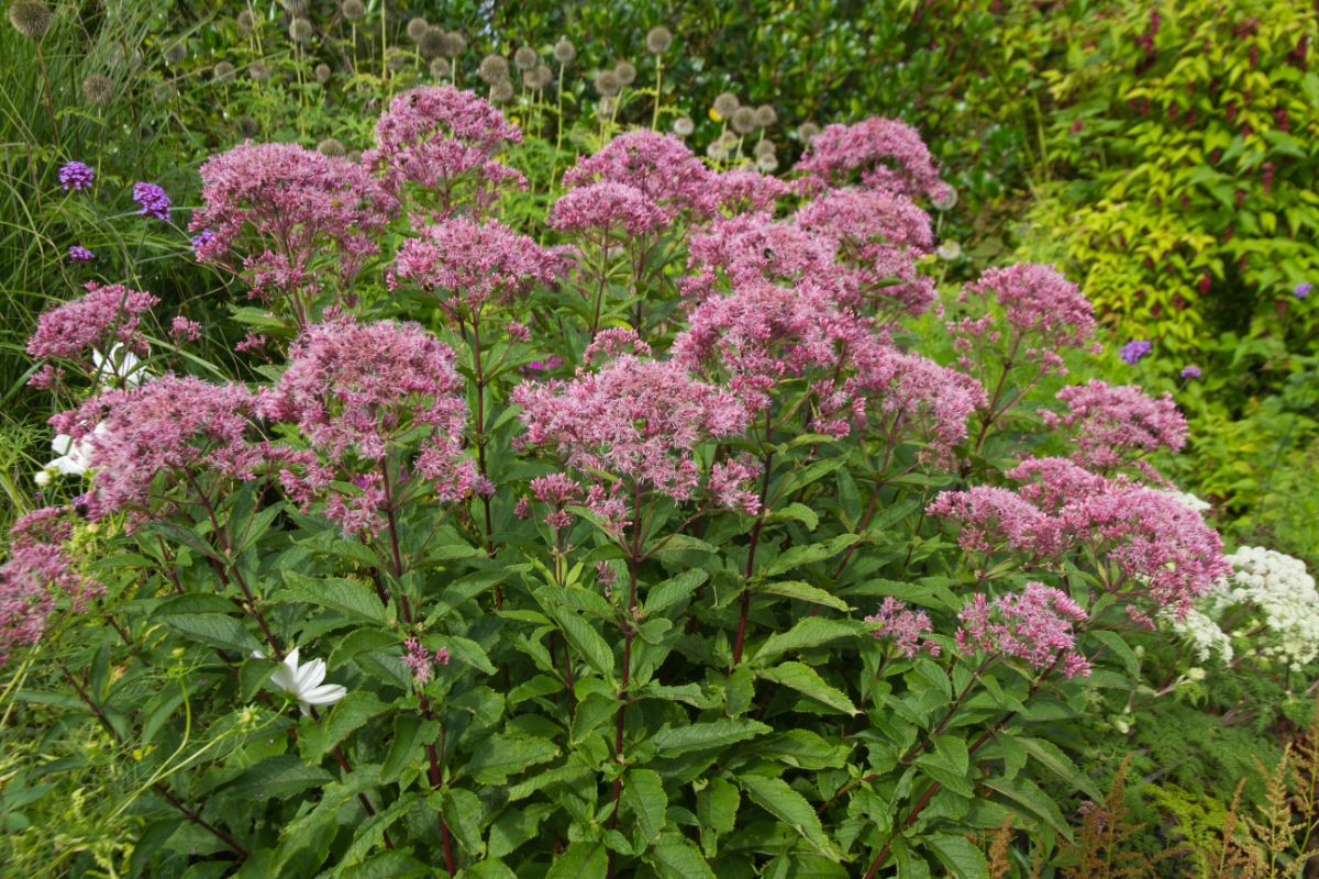 Pink blooming Joe Pye Weed growing in a backyard.