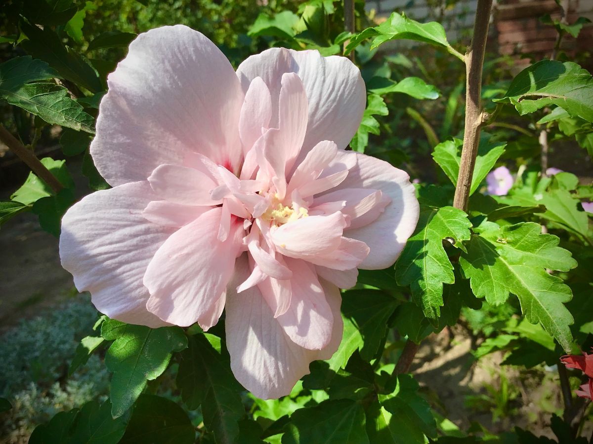 Pink blooming hibiscus flower on a sunny day.