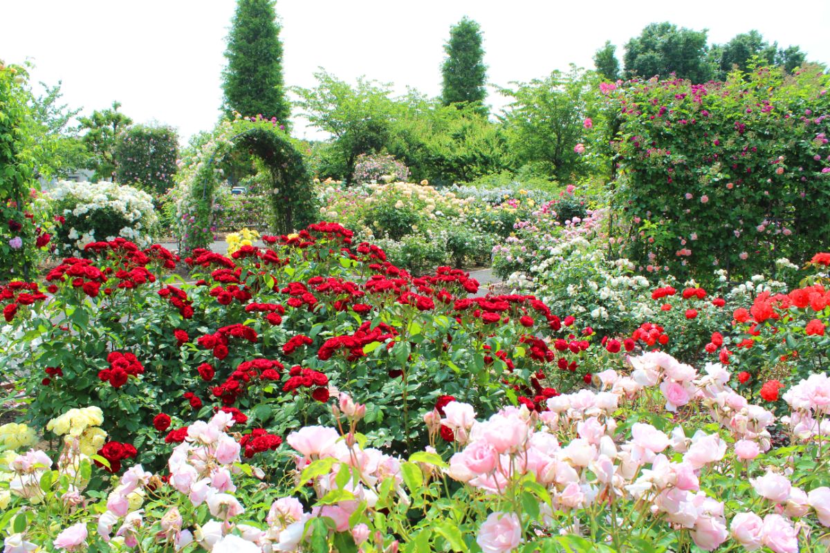 A beautiful backyard garden with blooming roses of different varieties.