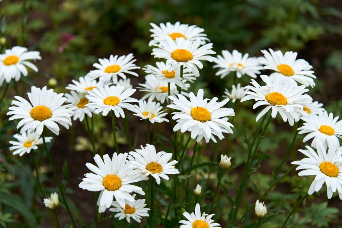 White blooming flowers of Shasta Daisy.