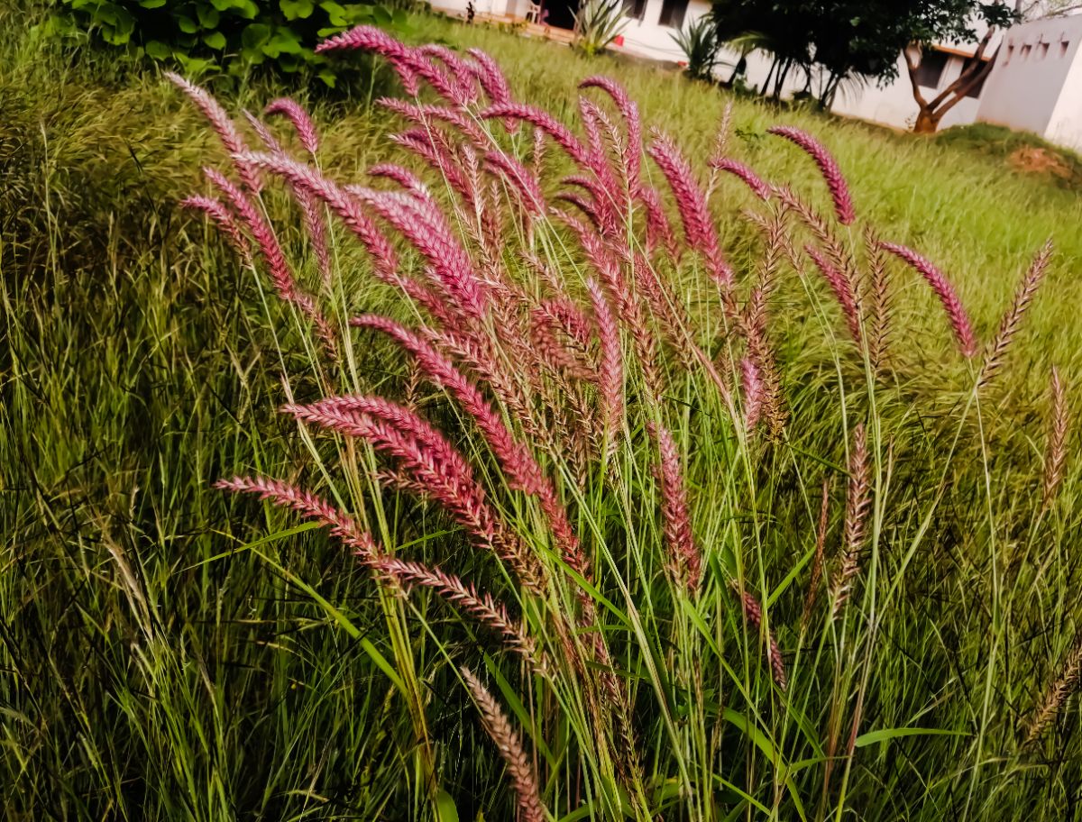 A red blooming Switch Grass in a backyard.