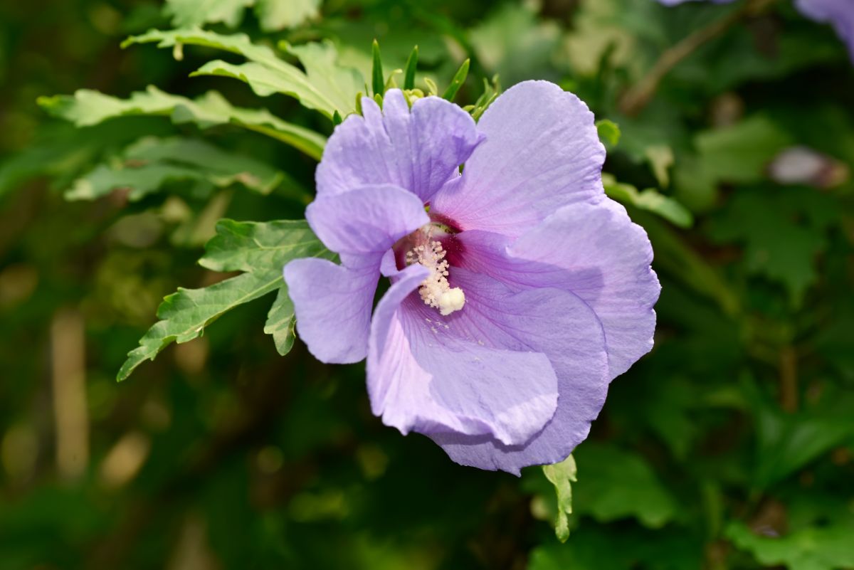 Purple blooming hibiscus flower.