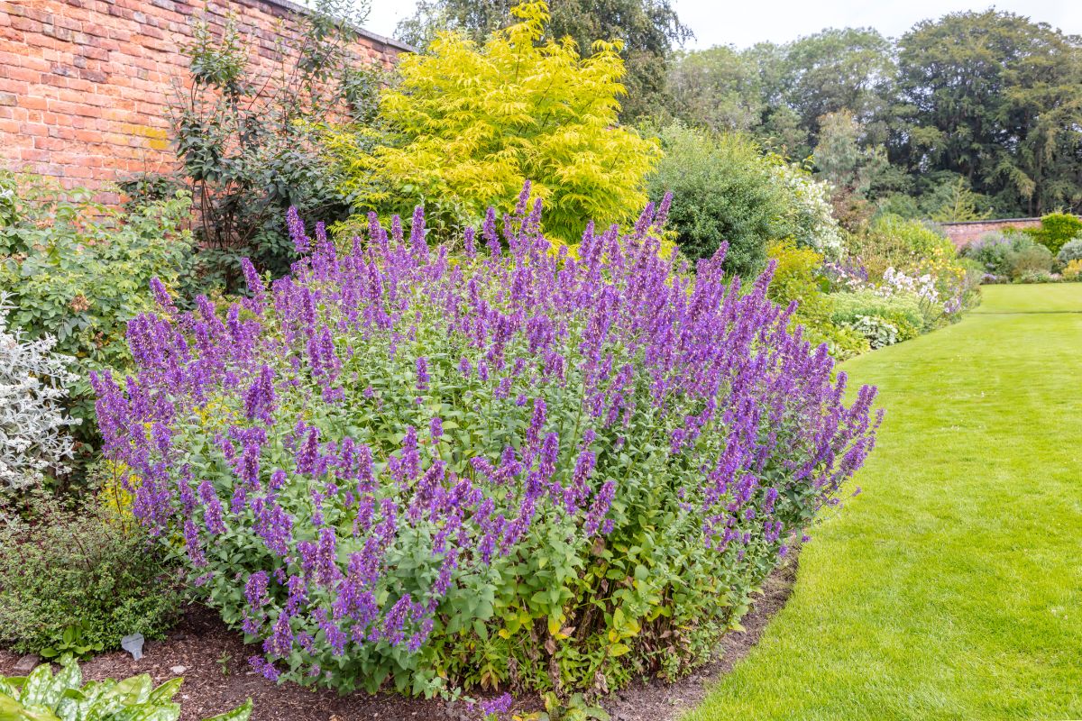 A purple blooming bush of catmint growing in a backyard garden.