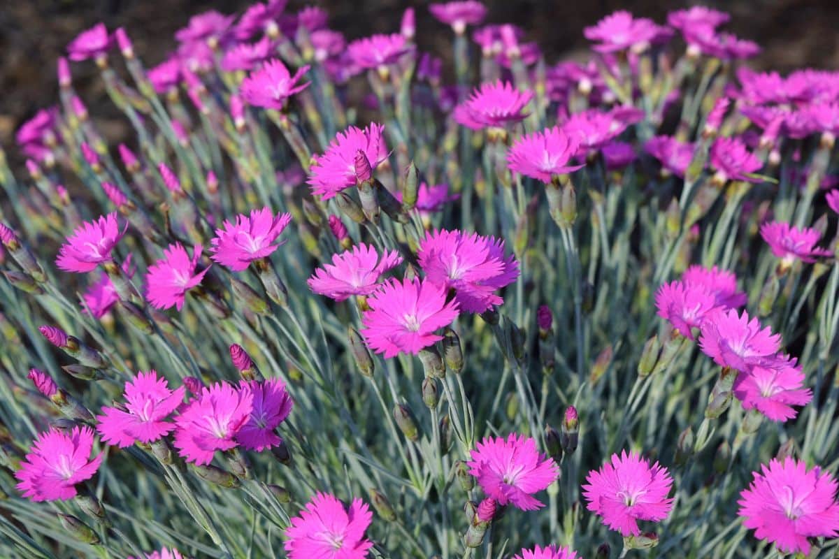 Bunch of pink blooming flowers of dianthus.