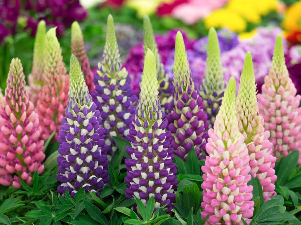 Beautiful blooming different varieties of Lupines
