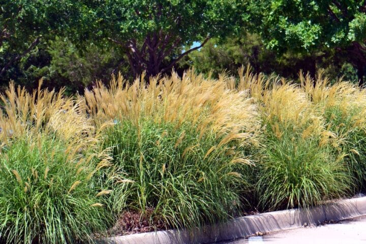 Top 25 Perennial Ornamental Grass Varieties and Growing Tips