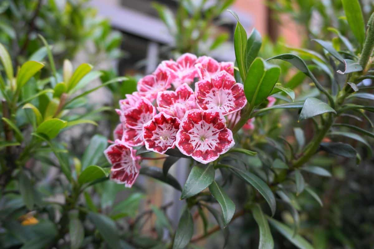 A pink blooming Mountain Laurel shrub close-up.