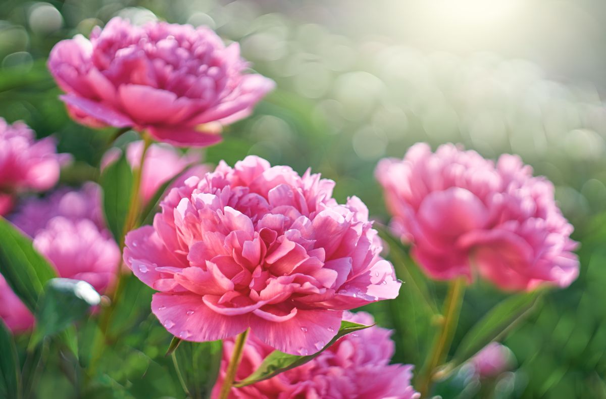 Pink flowering peonies on a sunny day.