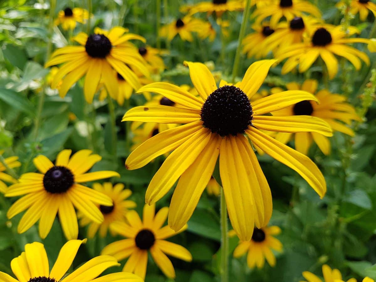 A close-up of yellow blooming flowers of Black-Eyed Susan