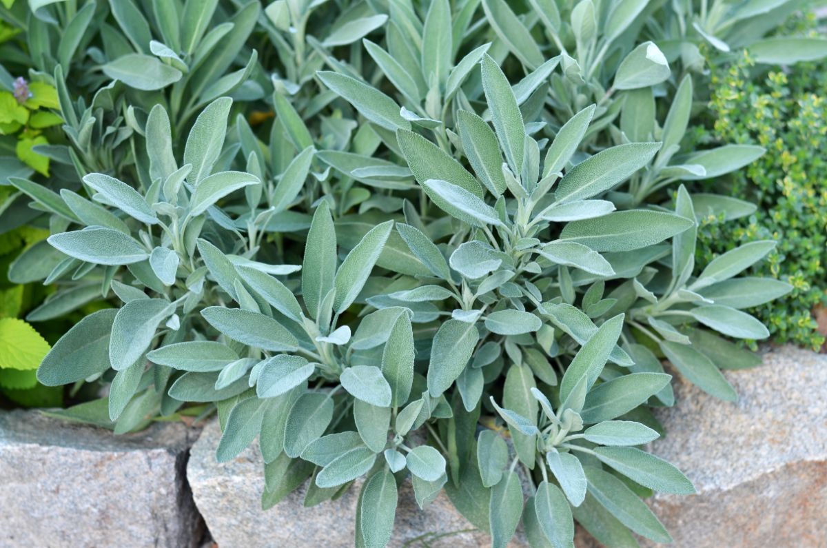 Sage plant growing near a curb.