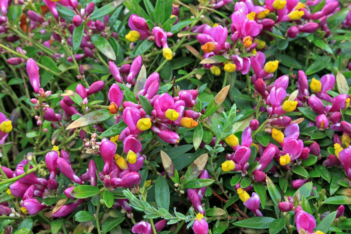 A beautiful pink-yellow blooming Shrubby milkwort ground cover.