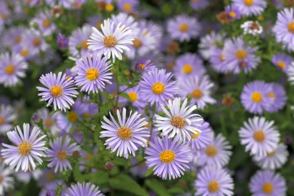 25 Perennial Flowers That Bloom From Spring To Fall