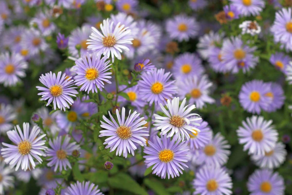 A bunch of purple flowers of Tatarian Aster.