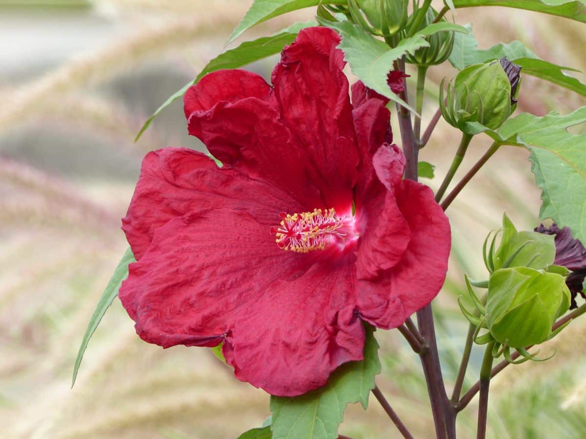 Vibrant red blooming hibiscus flower.