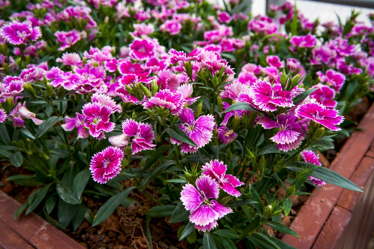 Vibrant pink-white blooming flowers of dianthus.