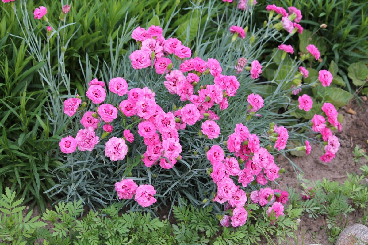 Pink blooming dianthus flowers.