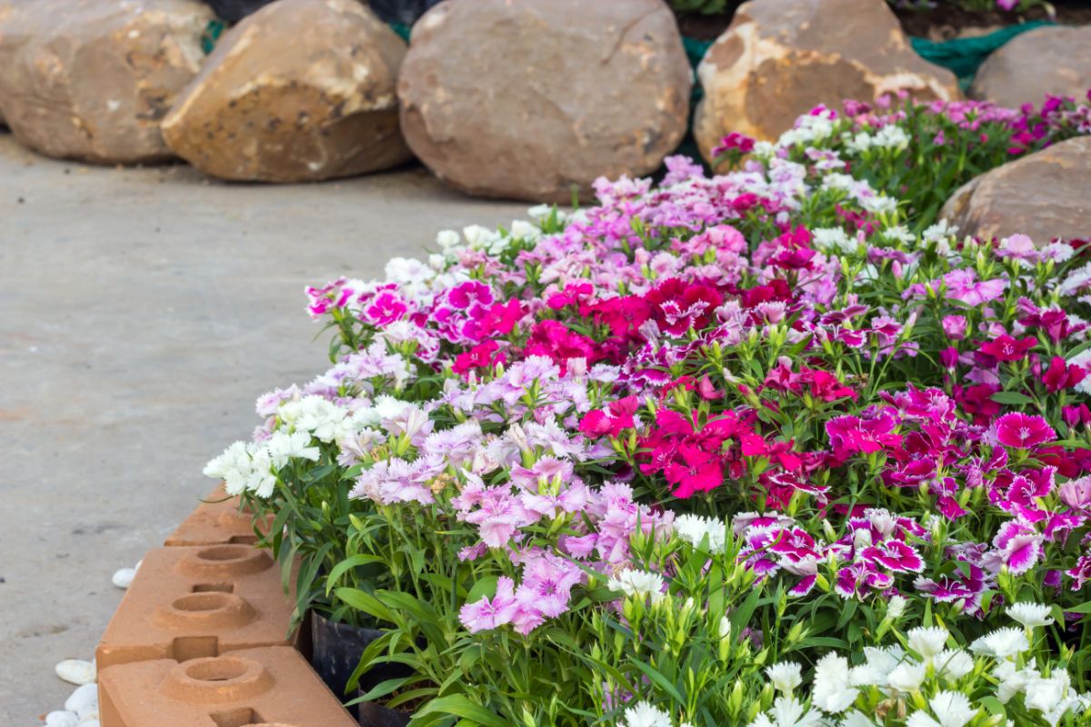 Blooming flowers of dianthus in a garden.