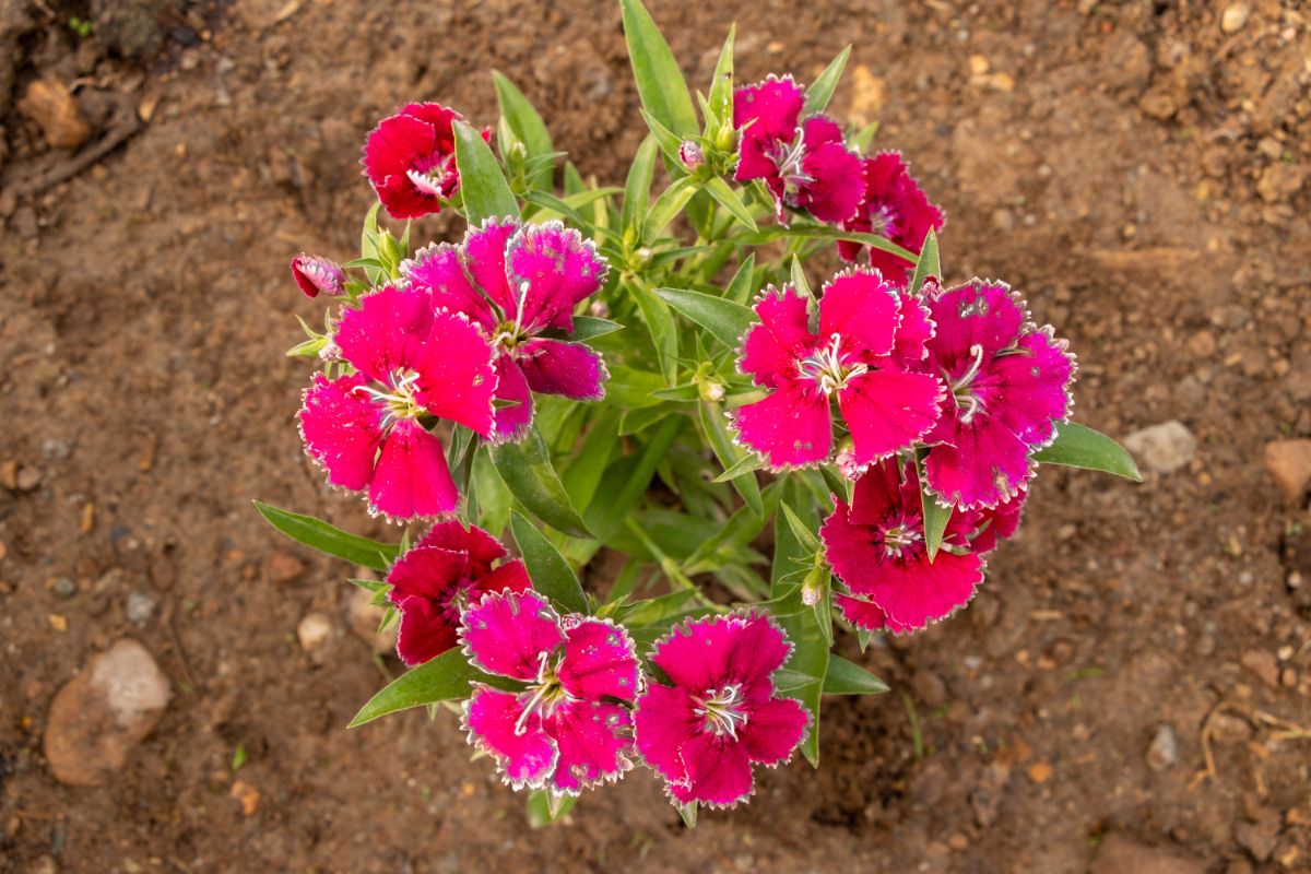 Red blooming dianthus growing in soil.