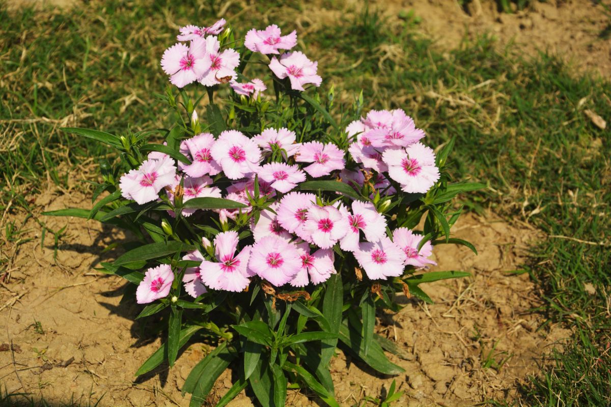 Purple blooming dianthus growing in soil.