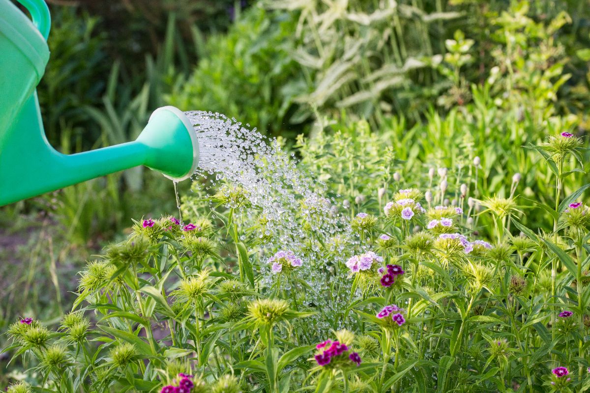 Watering dianthuses with a blue watering cant.