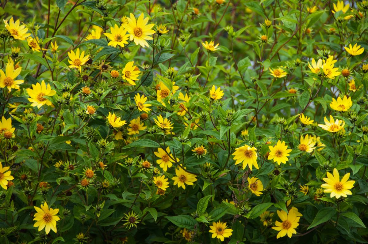 A bunch of flowering Helianthuses.