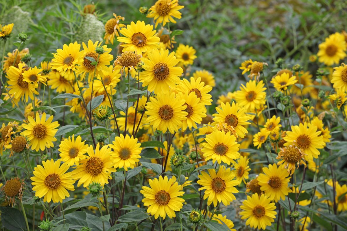 A bunch of flowering Helianthuses.